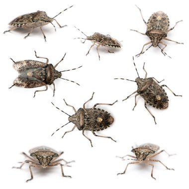 Composition of European stink bugs, Rhaphigaster nebulosa, in front of white background clipart