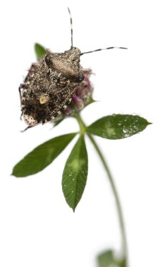 European stink bug, Rhaphigaster nebulosa, on plant in front of white background clipart