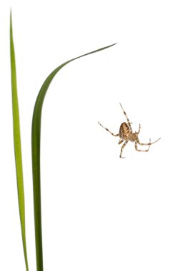 European garden spider, Araneus diadematus, climbing between grass stems in front of white background clipart