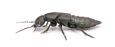 Devil's coach-horse beetle, Ocypus olens, in front of white background clipart