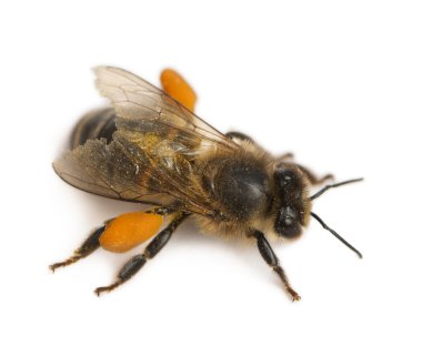 Batı bal arısı veya Avrupa bal arısı, apis mellifera, polen, beyaz arka plan önünde taşıyan