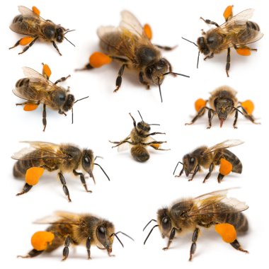 Composition of Western honey bees or European honey bees, Apis mellifera, carrying pollen, in front of white background clipart