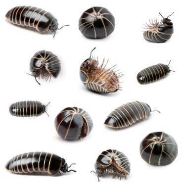 Collection of Glomeris marginata. Is a common European species o clipart