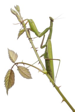 dişi peygamberdevesi Avrupa veya peygamber devesi, üzerinde beyaz arka plan önünde bramble mantis bileğinde