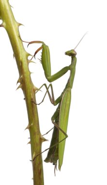 Female European Mantis or Praying Mantis, Mantis religiosa, on a bramble in front of white background clipart