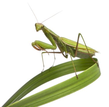 Female European Mantis or Praying Mantis, Mantis religiosa on grass, in front of white background clipart