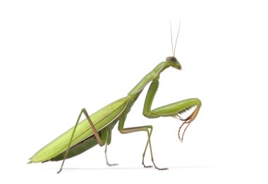 Female European Mantis or Praying Mantis, Mantis religiosa, in front of white background clipart