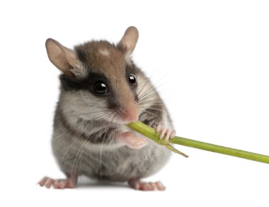 Garden Dormouse, Eliomys quercinus, 2 months old, holding and eating stem in front of white background clipart
