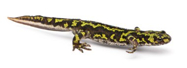 Mermer semender - triturus pavuryası