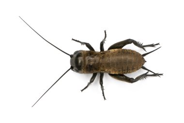 Mediterranean field cricket - Gryllus bimaculatus clipart