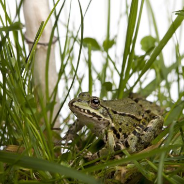 Common European frog or Edible Frog, Rana esculenta in grass, wi clipart