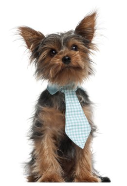 Yorkshire terrier kravat, 7 ay yaşlı, beyaz arka plan giyiyor