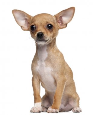Chihuahua köpek, 5 ay eski, önünde oturan arka plan beyaz.