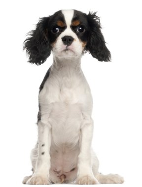 Beyaz arka plan oturan cavalier king charles spaniel köpek yavrusu