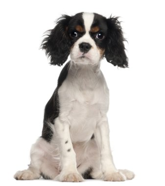 Beyaz arka plan oturan cavalier king charles spaniel köpek yavrusu