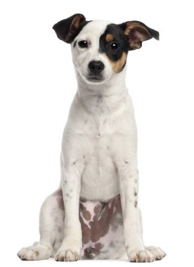 jack Russell terrier köpek, 5 ay yaşlı, beyaz arka plan oturan