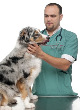 Vet examining an Australian Shepherd in front of white background clipart