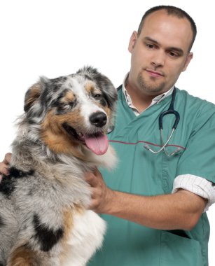 Vet examining a winking Australian Shepherd in front of white background clipart