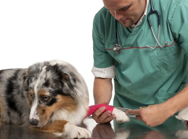 Vet wrapping a bandage around an Australian Shepherd's paw in front of white background clipart