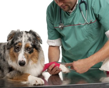 Vet wrapping a bandage around an Australian Shepherd's paw in front of white background