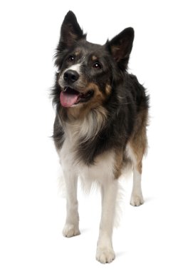 Border collie in front of white background clipart