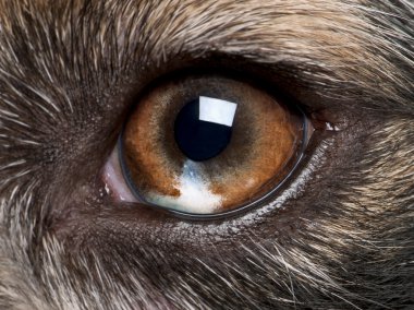 Close-up of Australian Shepherd's eye clipart