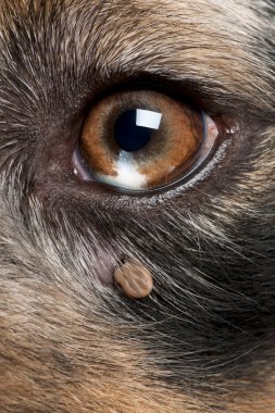 Close-up of Tick attached next to an Australian Shepherd's eye clipart