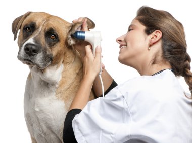 Vet examining a Crossbreed dog, dog's ear with an otoscope in front of white background clipart