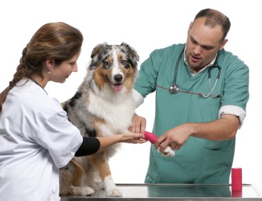 Vets wrapping a bandage around an Australian Shepherd in front of white background clipart