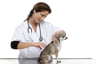 Vet giving an injection to a Chihuahua in front of white background clipart