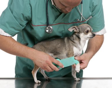 Vet wrapping a bandage around a Chihuahua's paw in front of white background clipart