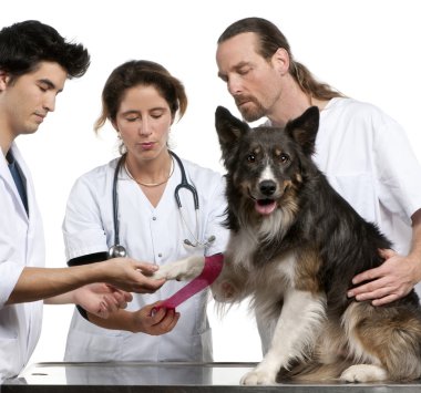 Vets wrapping a bandage around a Border Collie's paw in front of white background