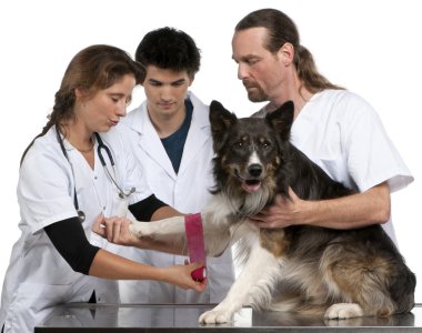 Vets wrapping a bandage around a Border Collie's paw in front of white background clipart