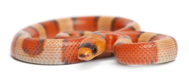 Tricolor hypomelanistic Honduran milk snake, Lampropeltis triangulum hondurensis, in front of white background clipart