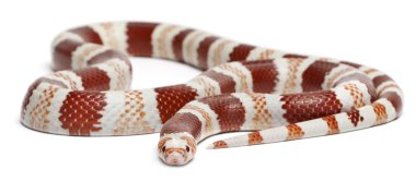 Albino Tangerine Honduran milk snake, Lampropeltis triangulum hondurensis, in front of white background clipart
