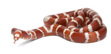 Albino mandalina seçimi Honduras süt yılanı, beyaz arka plan önünde lampropeltis triangulum hondurensis