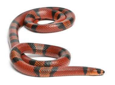 Tangerine Honduran milk snake, Lampropeltis triangulum hondurensis, in front of white background clipart