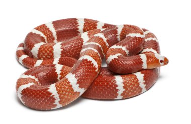 Albino Tangerine selection Honduran milk snake, Lampropeltis triangulum hondurensis, in front of white background clipart