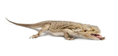 Central Bearded Dragon, Pogona vitticeps, eating a cricket in front of white background clipart