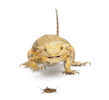 Central Bearded Dragon, Pogona vitticeps, chasing a cricket in front of white background clipart