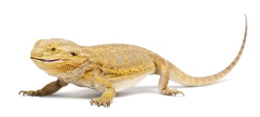 Central Bearded Dragon, Pogona vitticeps, eating a Cockroach in front of white background clipart