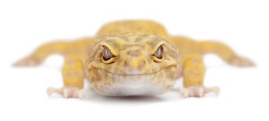 aptor leopar gecko, beyaz arka plan önünde eublepharis macularius