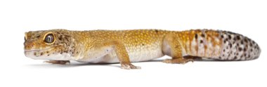 hypomelanistic leopar gecko, beyaz arka plan önünde eublepharis macularius