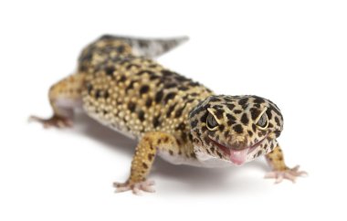 yüksek sarı leopar gecko, beyaz arka plan önünde eublepharis macularius