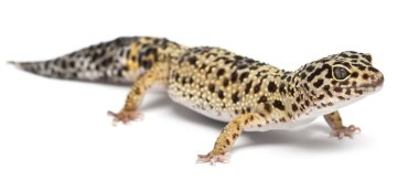 yüksek sarı leopar gecko, beyaz arka plan önünde eublepharis macularius