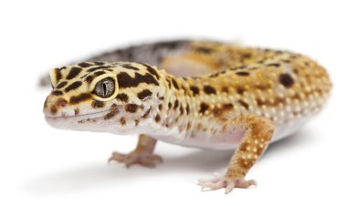 yüksek sarı leopar gecko, beyaz arka plan önünde eublepharis macularius