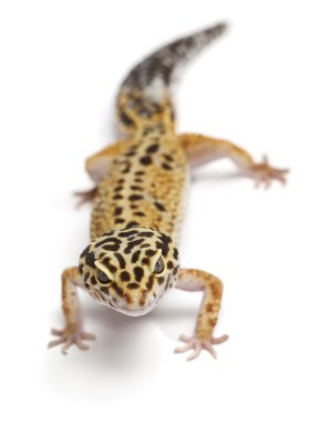 Tangerine Leopard gecko, Eublepharis macularius, in front of white background clipart