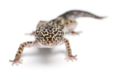 leopar gecko, beyaz arka plan önünde eublepharis macularius