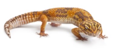 Albino Orange Leopard gecko, Eublepharis macularius, in front of white background clipart