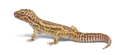 Albino çizgili leopar gecko, beyaz arka plan önünde eublepharis macularius